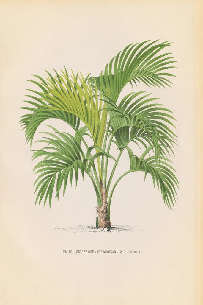 Palmier PL IX by Wild Apple Portfolio. SKU 23312h. Archival Giclee Fine art print for wall decor.