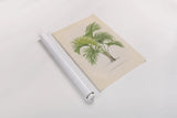 Palmier PL IX by Wild Apple Portfolio. shown as a rolled paper print. Available as archival giclee rolled canvas, fine art paper, or poster print. SKU 23312h.