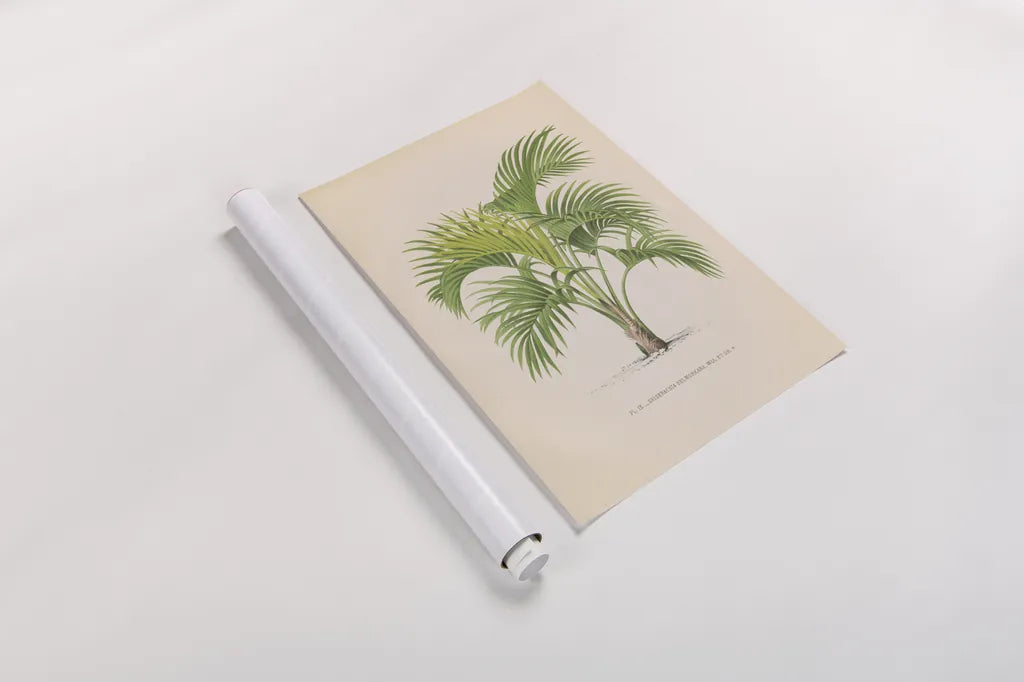 Palmier PL IX by Wild Apple Portfolio. shown as a rolled paper print. Available as archival giclee rolled canvas, fine art paper, or poster print. SKU 23312h.