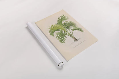 Palmier PL IX by Wild Apple Portfolio. shown as a rolled paper print. Available as archival giclee rolled canvas, fine art paper, or poster print. SKU 23312h.