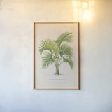 Palmier PL IX by Wild Apple Portfolio. shown as a paper print in a natural frame. Available as a archival giclee rolled canvas, fine art paper, or poster print. SKU 23312h.