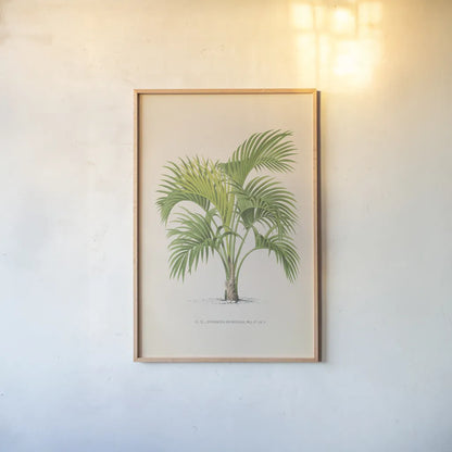 Palmier PL IX by Wild Apple Portfolio. shown as a paper print in a natural frame. Available as a archival giclee rolled canvas, fine art paper, or poster print. SKU 23312h.