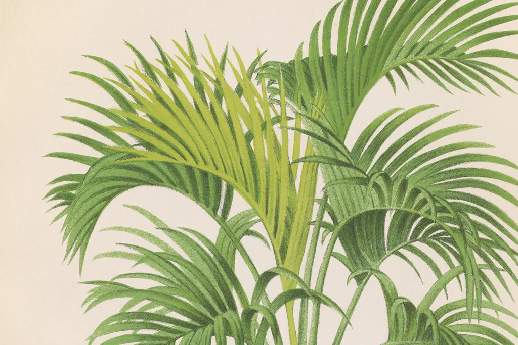 Palmier PL IX Crop by Wild Apple Portfolio. SKU 25318i. Archival Giclee Fine art print for wall decor.