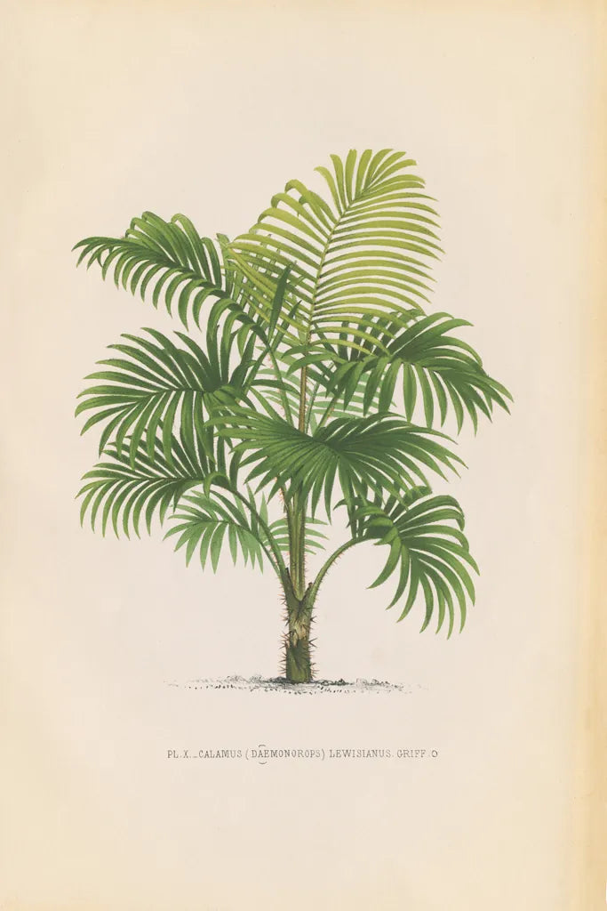 Palmier PL X by Wild Apple Portfolio. SKU 25319h. Archival Giclee Fine art print for wall decor.