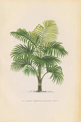 Palmier PL X by Wild Apple Portfolio. SKU 25319h. Archival Giclee Fine art print for wall decor.