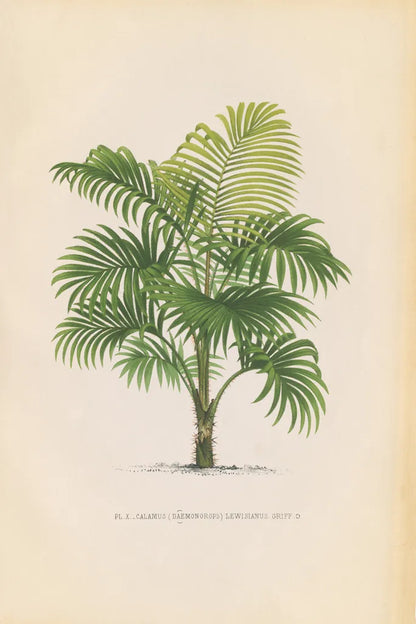 Palmier PL X by Wild Apple Portfolio. SKU 25319h. Archival Giclee Fine art print for wall decor.