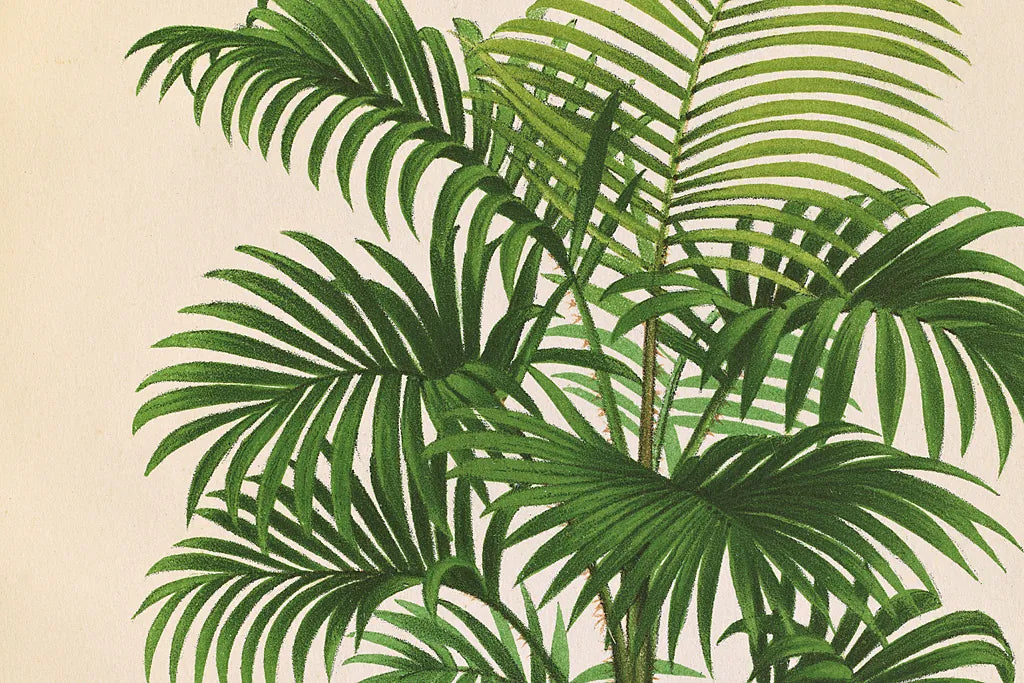 Palmier PL X Crop by Wild Apple Portfolio. SKU 25319i. Archival Giclee Fine art print for wall decor.