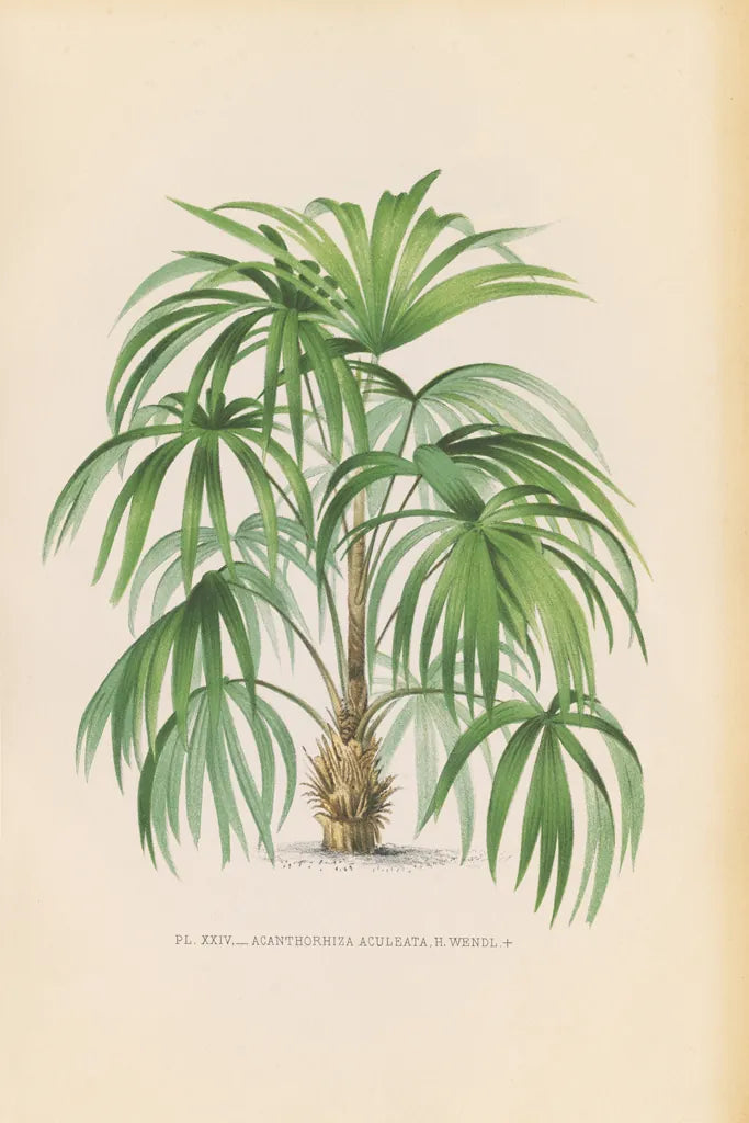 Palmier PL XXIV by Wild Apple Portfolio. SKU 25320h. Archival Giclee Fine art print for wall decor.