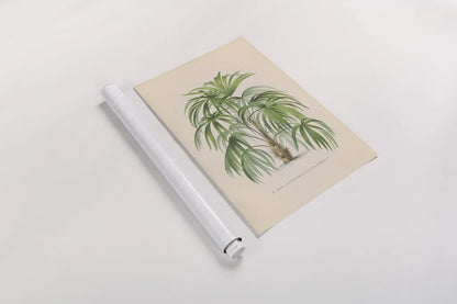 Palmier PL XXIV by Wild Apple Portfolio. shown as a rolled paper print. Available as archival giclee rolled canvas, fine art paper, or poster print. SKU 25320h.