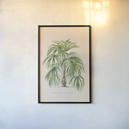 Palmier PL XXIV by Wild Apple Portfolio. shown as a paper print in a black flame. Available as a archival giclee rolled canvas, fine art paper, or poster print. SKU 25320h.