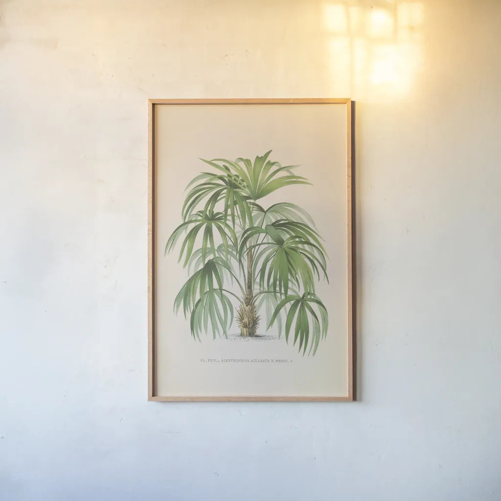 Palmier PL XXIV by Wild Apple Portfolio. shown as a paper print in a natural frame. Available as a archival giclee rolled canvas, fine art paper, or poster print. SKU 25320h.