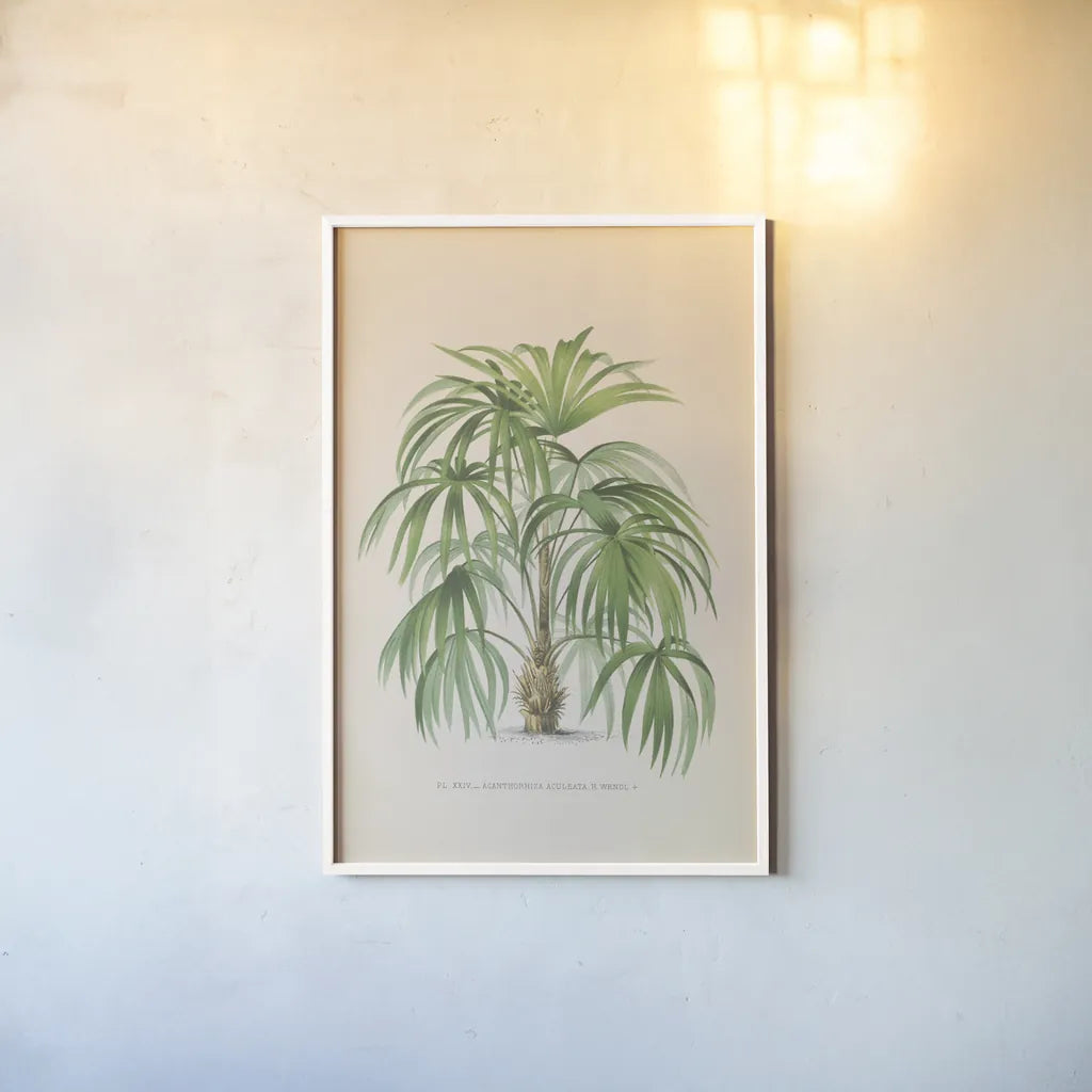 Palmier PL XXIV by Wild Apple Portfolio. shown as a paper print in a white frame. Available as a archival giclee rolled canvas, fine art paper, or poster print. SKU 25320h.