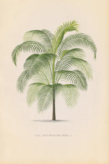 Palmier PL. XL by Wild Apple Portfolio. SKU 94941h. Archival Giclee Fine art print for wall decor.