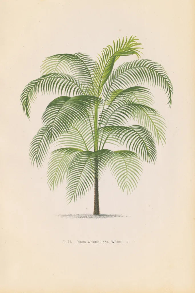 Palmier PL. XL by Wild Apple Portfolio. SKU 94941h. Archival Giclee Fine art print for wall decor.