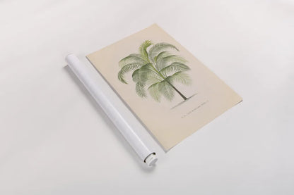 Palmier PL. XL by Wild Apple Portfolio. shown as a rolled paper print. Available as archival giclee rolled canvas, fine art paper, or poster print. SKU 94941h.