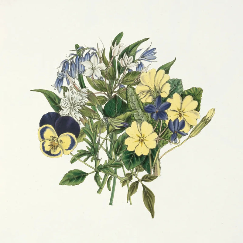 Pansy Party I by Wild Apple Portfolio. SKU 84747a. Archival Giclee Fine art print for wall decor.