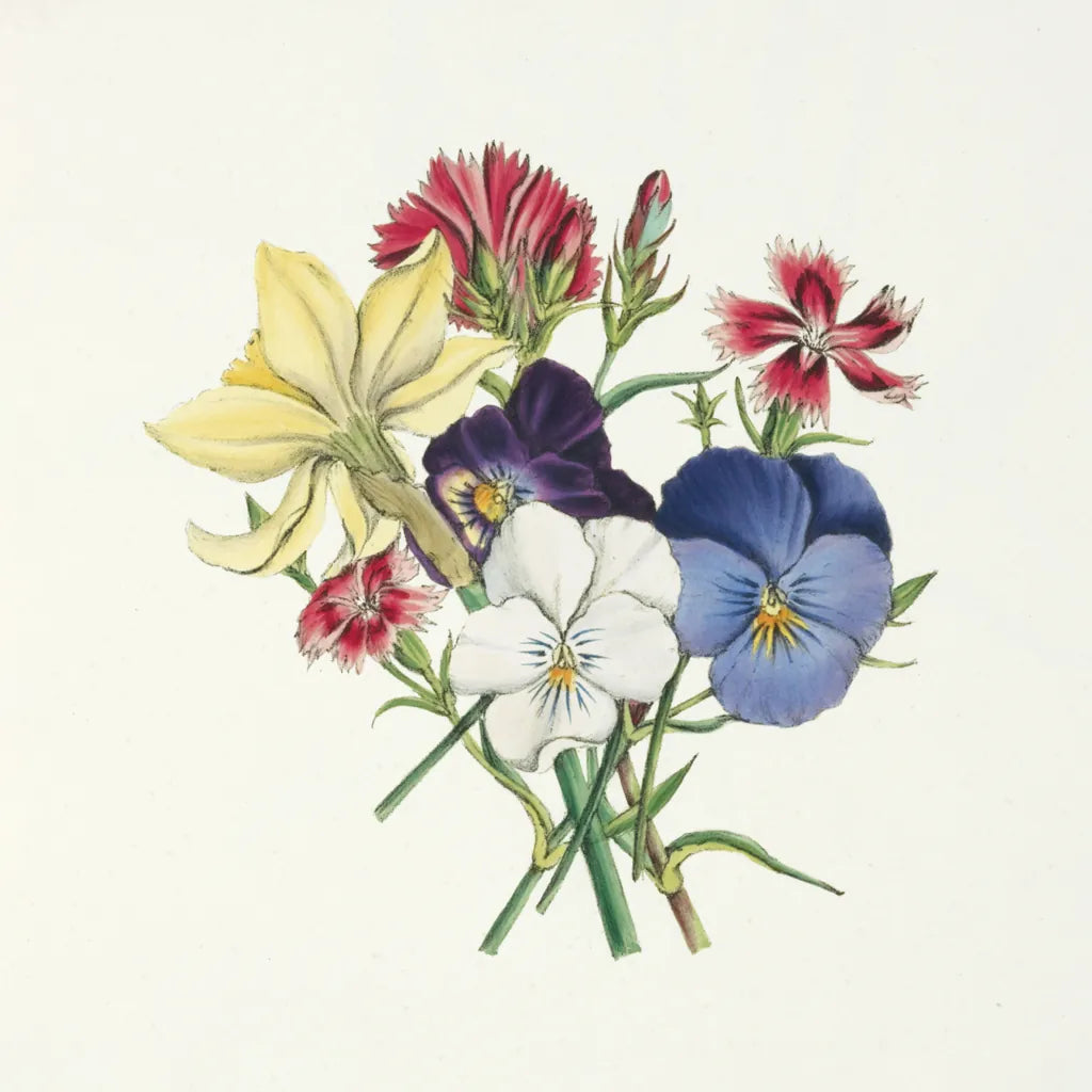 Pansy Party II by Wild Apple Portfolio. SKU 84748a. Archival Giclee Fine art print for wall decor.