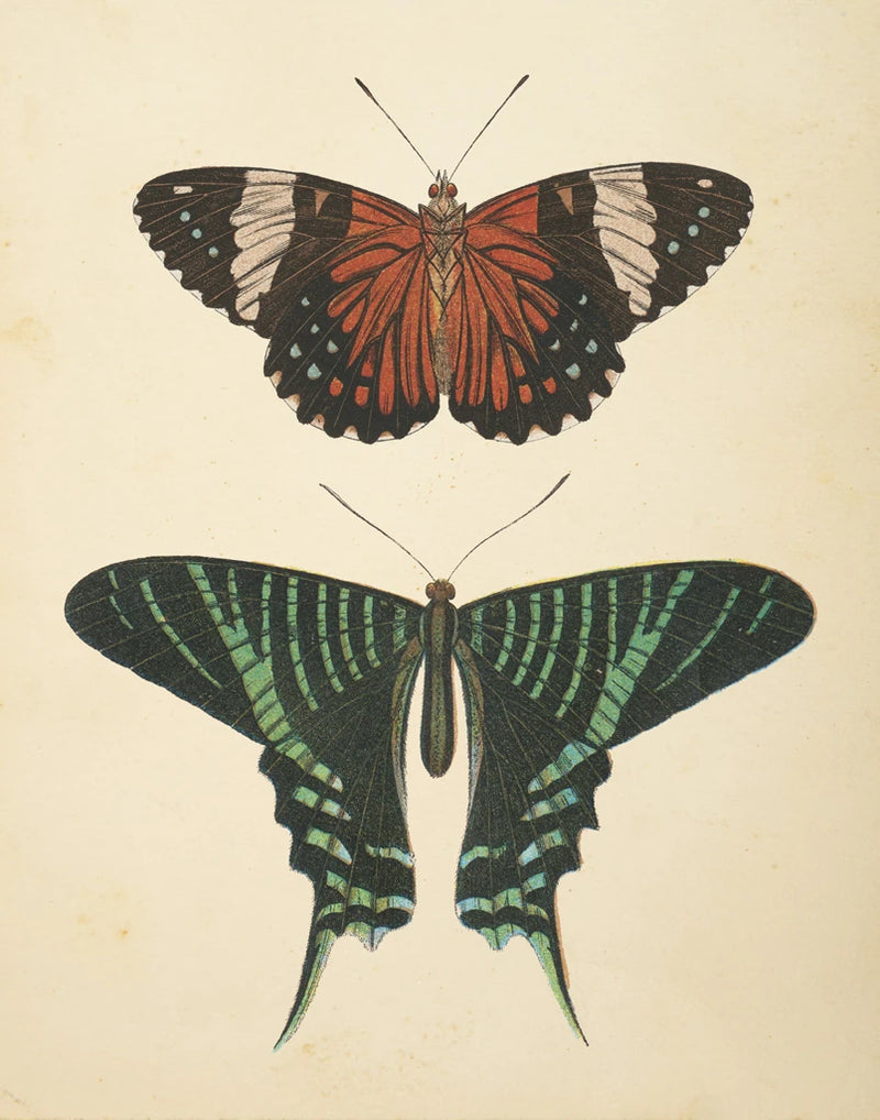 Papillons I by Wild Apple Portfolio