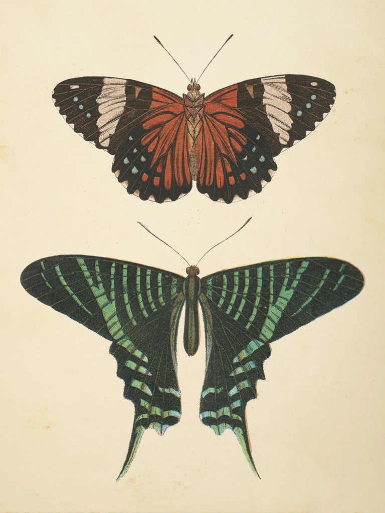 Papillons I Crop by Wild Apple Portfolio