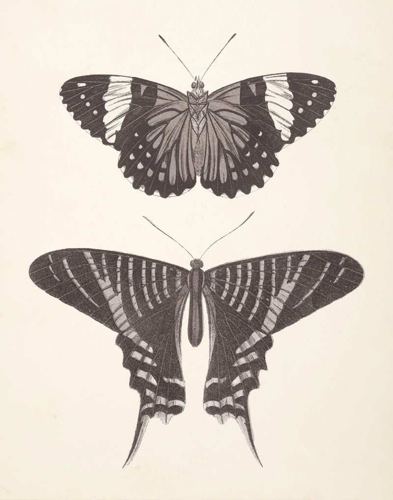 Papillons I Neutral by Wild Apple Portfolio
