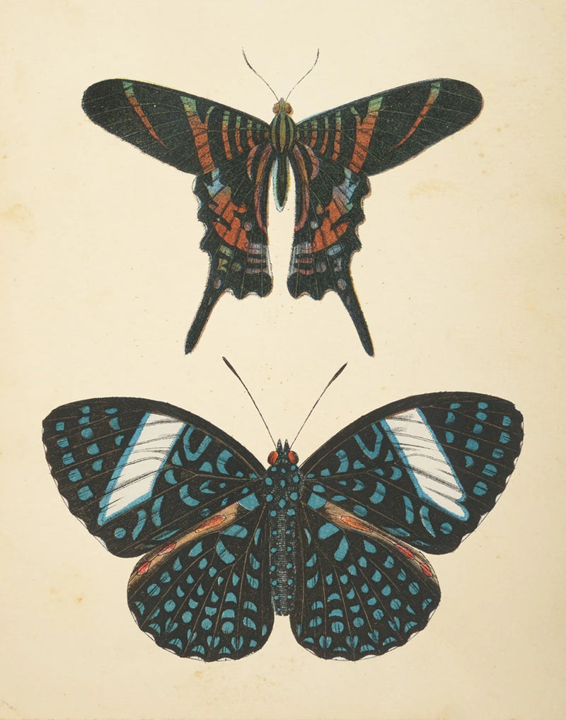 Papillons II by Wild Apple Portfolio
