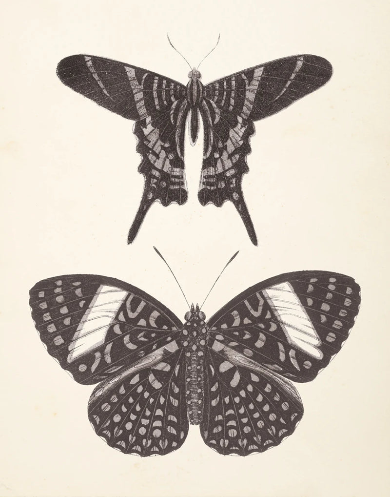 Papillons II Neutral by Wild Apple Portfolio