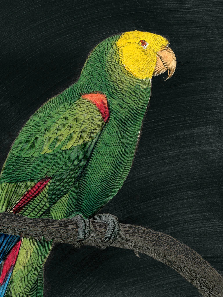 Parrot Botanique I on Black by Wild Apple Portfolio