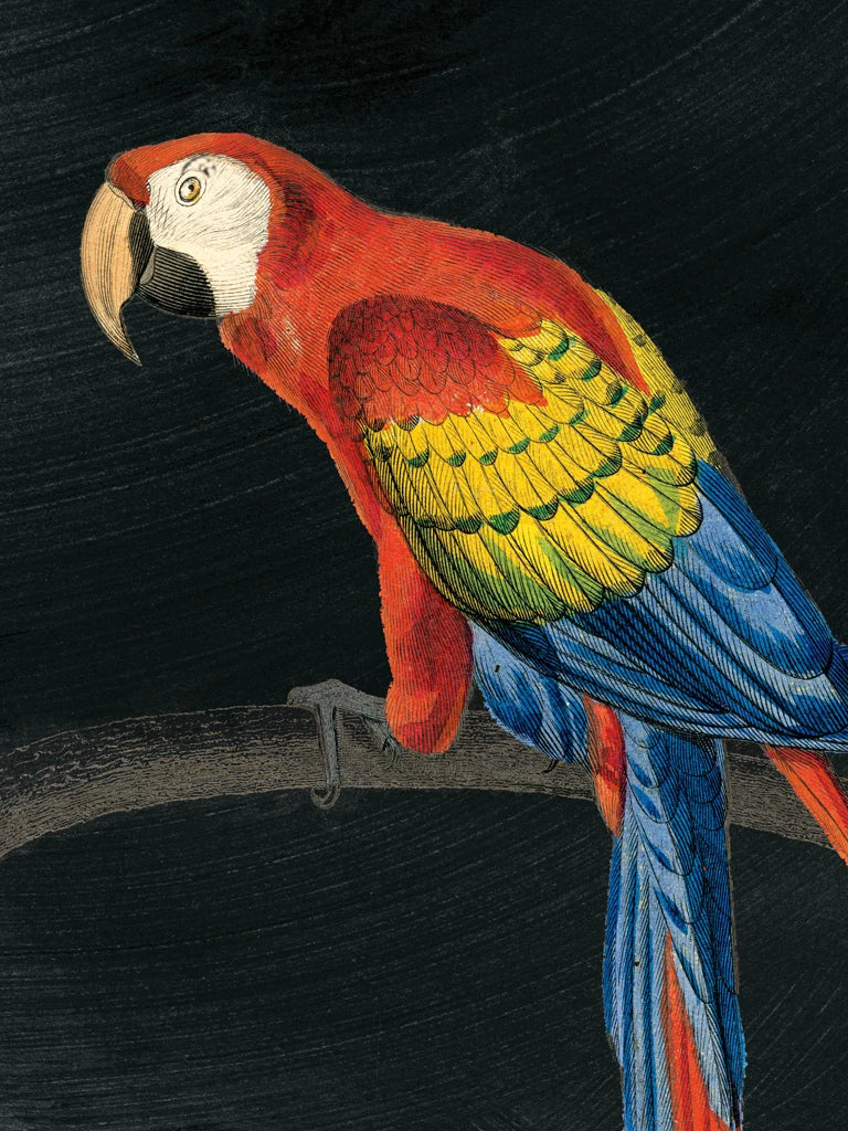 Parrot Botanique II on Black by Wild Apple Portfolio