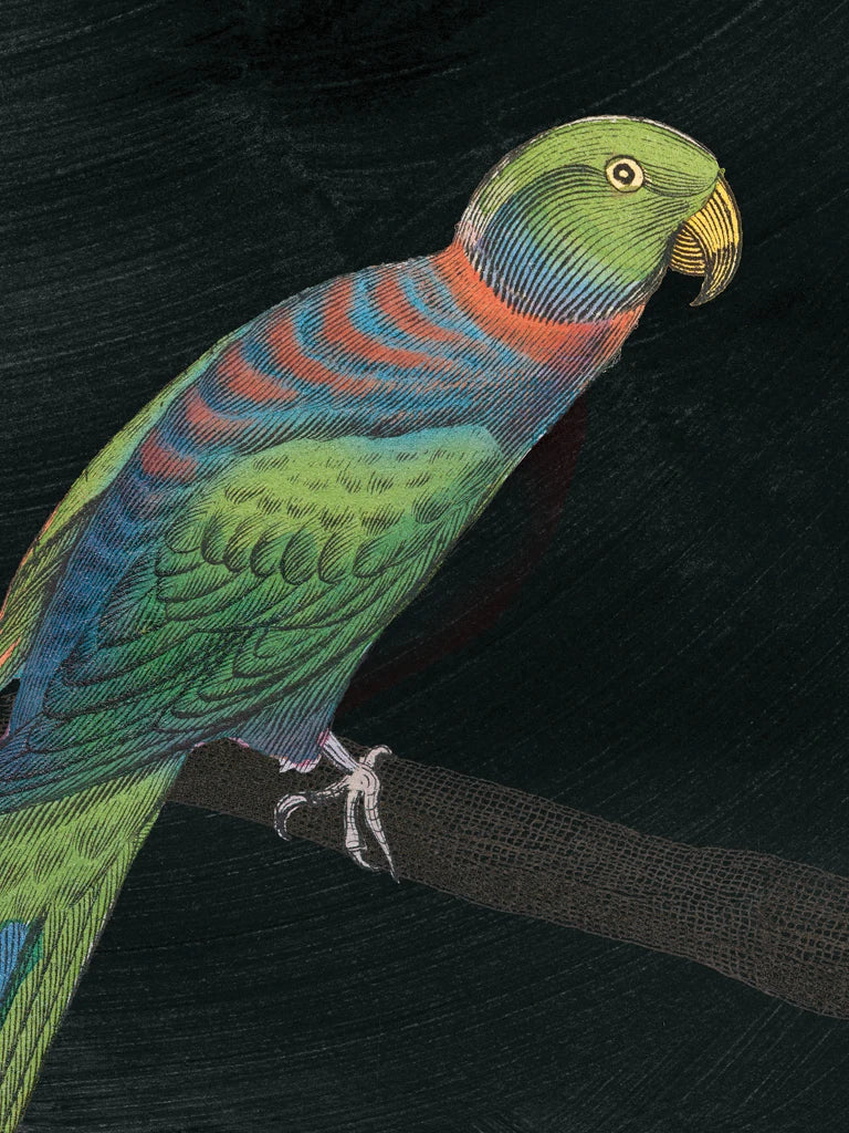 Parrot Botanique III on Black by Wild Apple Portfolio