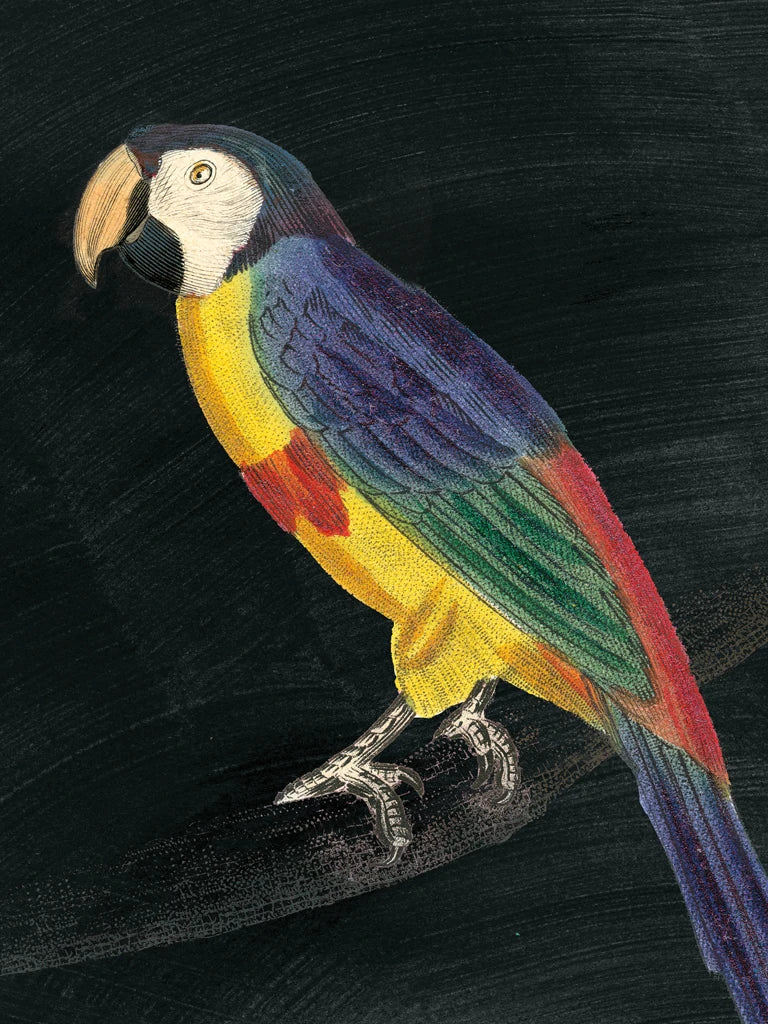Parrot Botanique IV on Black by Wild Apple Portfolio
