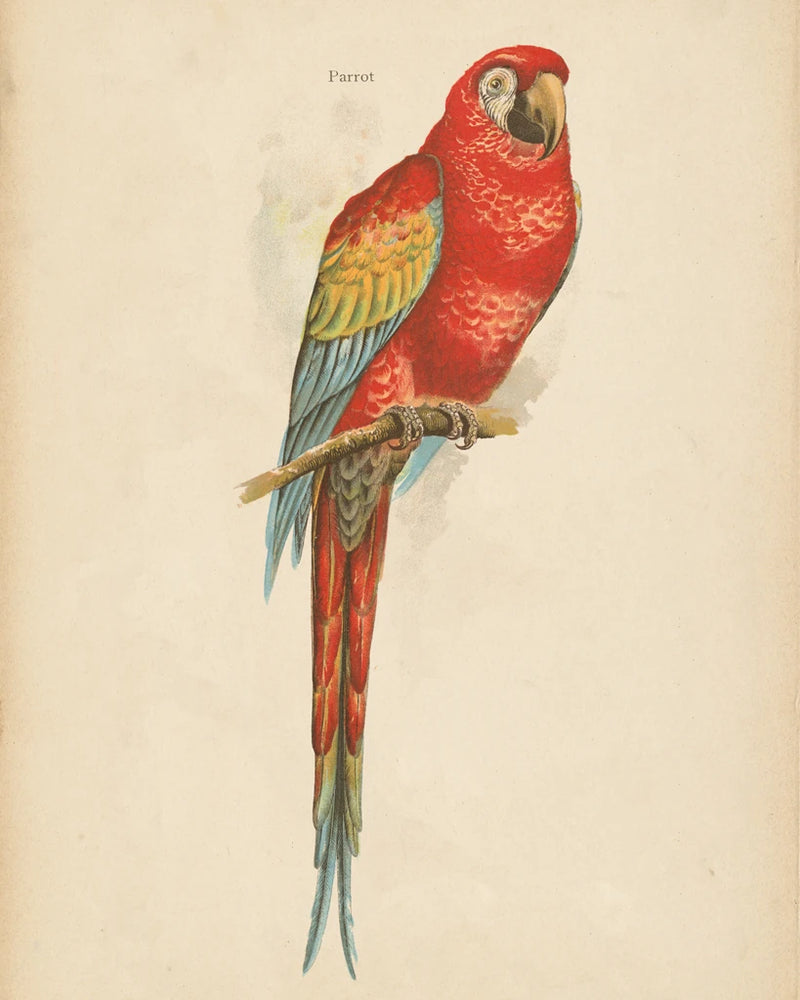 Parrot Study by Wild Apple Portfolio