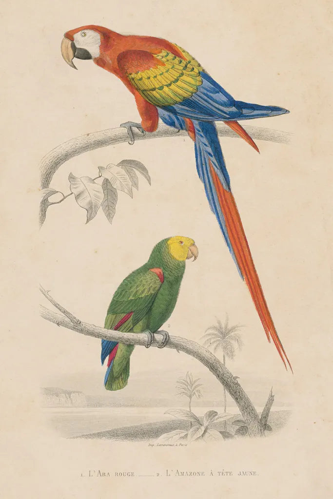 Parrot Study by Wild Apple Portfolio. SKU 77434h. Archival Giclee Fine art print for wall decor.