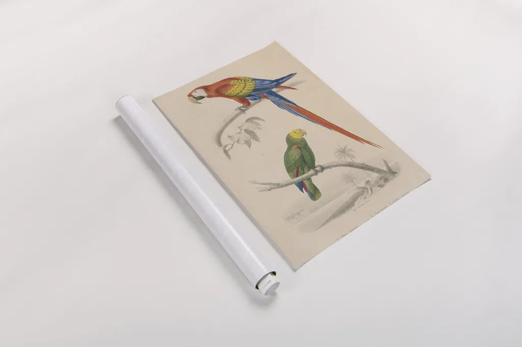 Parrot Study by Wild Apple Portfolio. shown as a rolled paper print. Available as archival giclee rolled canvas, fine art paper, or poster print. SKU 77434h.