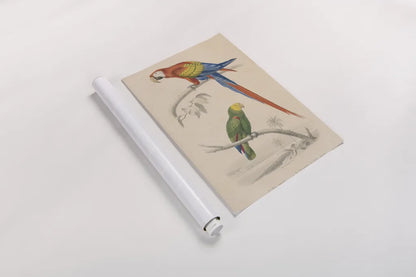Parrot Study by Wild Apple Portfolio. shown as a rolled paper print. Available as archival giclee rolled canvas, fine art paper, or poster print. SKU 77434h.