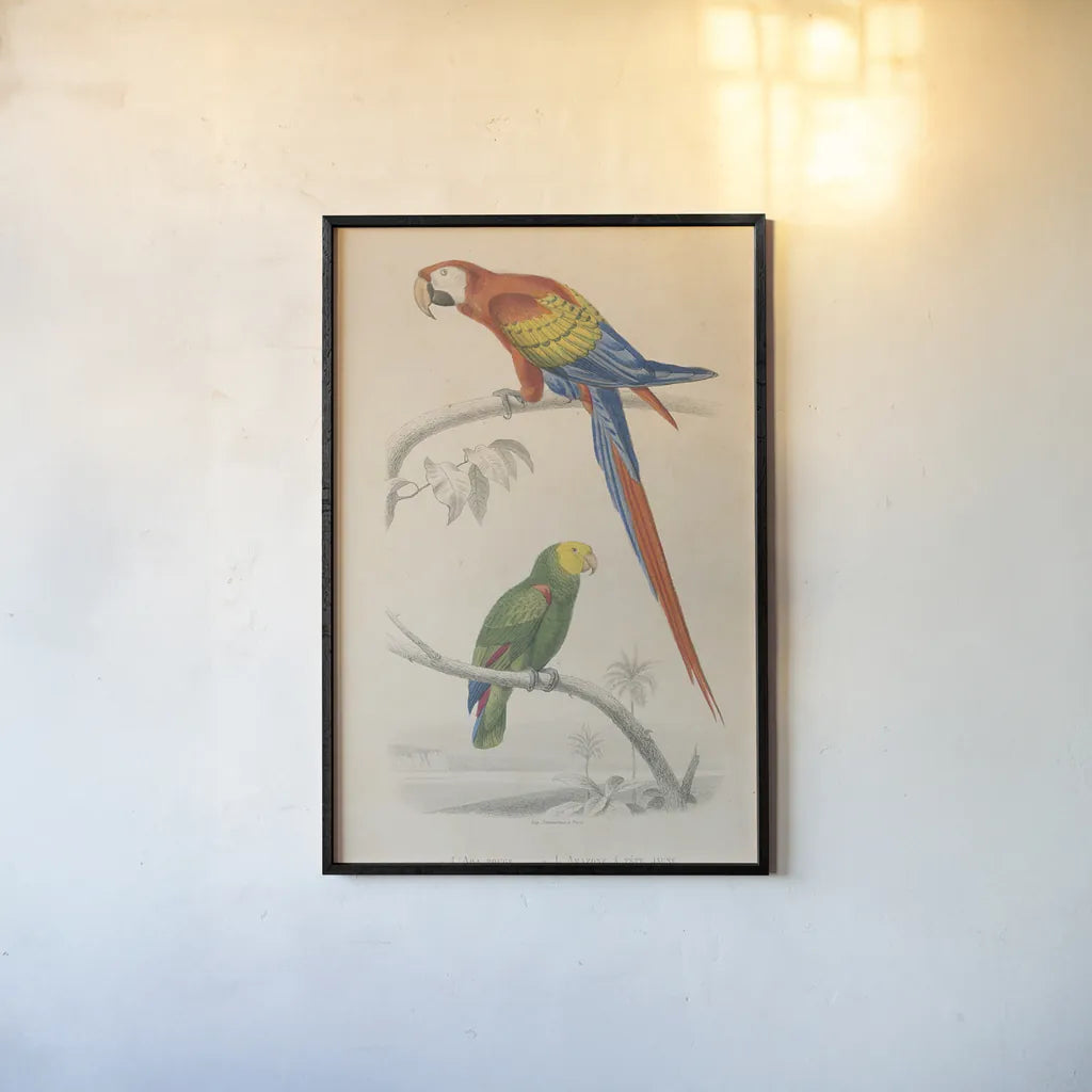 Parrot Study by Wild Apple Portfolio. shown as a paper print in a black flame. Available as a archival giclee rolled canvas, fine art paper, or poster print. SKU 77434h.