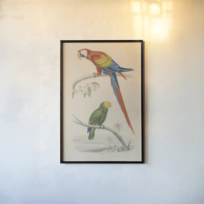 Parrot Study by Wild Apple Portfolio. shown as a paper print in a black flame. Available as a archival giclee rolled canvas, fine art paper, or poster print. SKU 77434h.