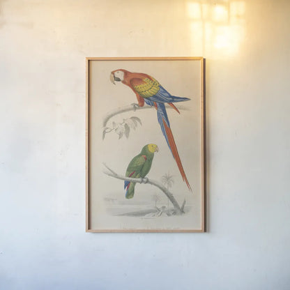 Parrot Study by Wild Apple Portfolio. shown as a paper print in a natural frame. Available as a archival giclee rolled canvas, fine art paper, or poster print. SKU 77434h.
