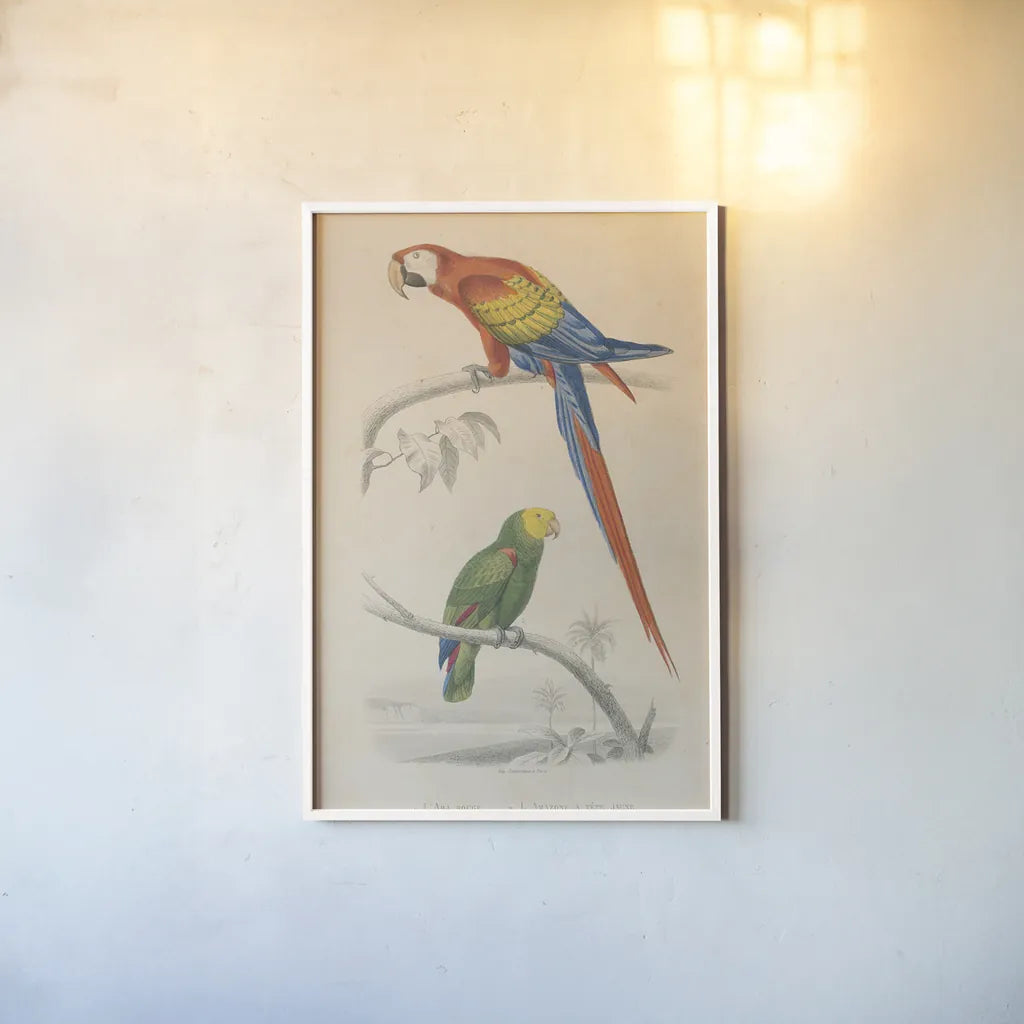 Parrot Study by Wild Apple Portfolio. shown as a paper print in a white frame. Available as a archival giclee rolled canvas, fine art paper, or poster print. SKU 77434h.