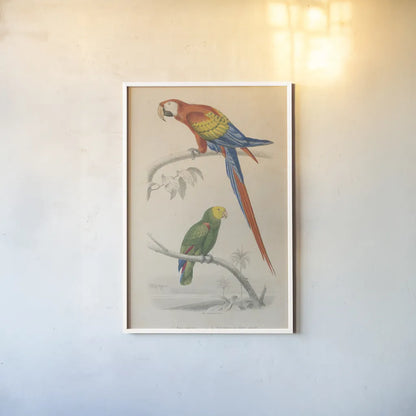 Parrot Study by Wild Apple Portfolio. shown as a paper print in a white frame. Available as a archival giclee rolled canvas, fine art paper, or poster print. SKU 77434h.