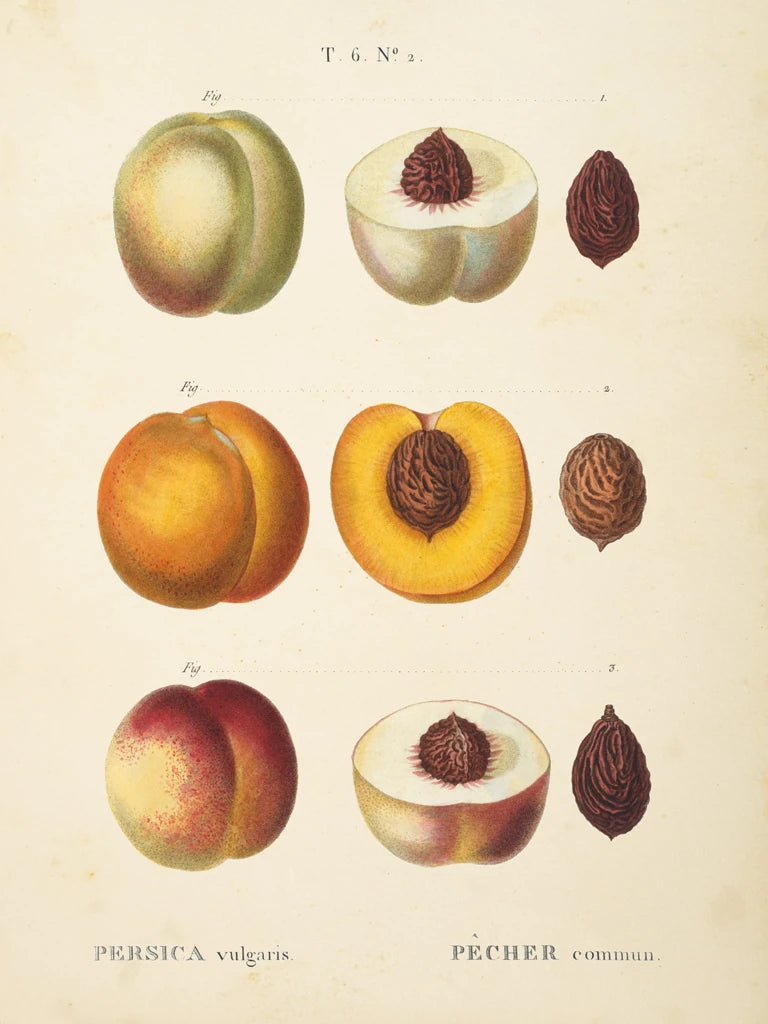 Peaches I by Wild Apple Portfolio