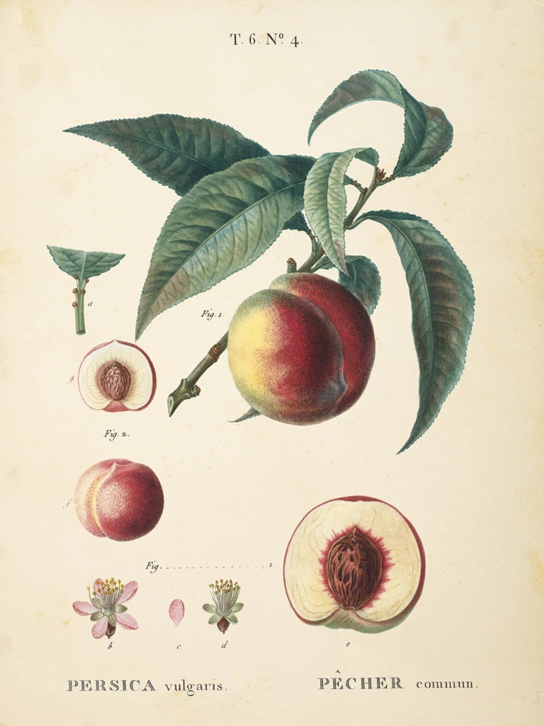 Peaches II by Wild Apple Portfolio