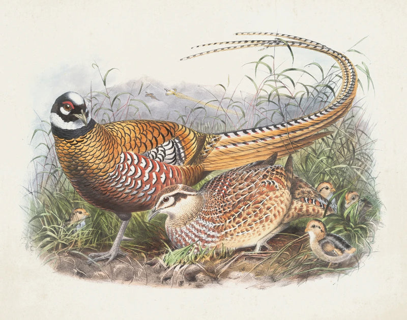 Pheasant Family by Wild Apple Portfolio