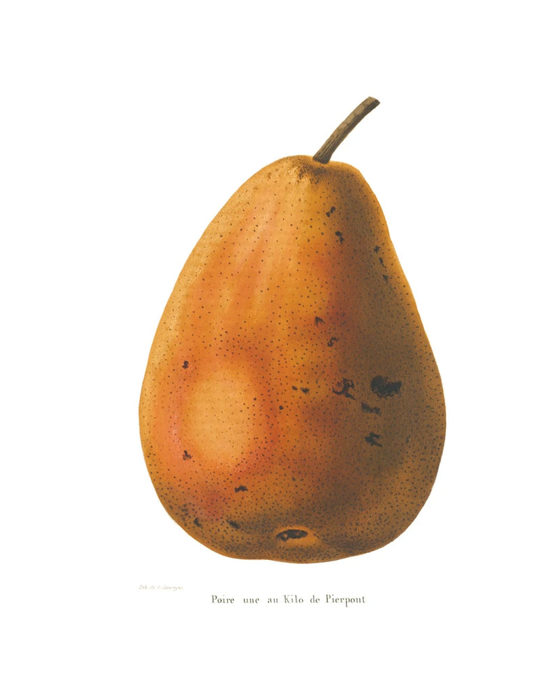 Pierpont on White by Wild Apple Portfolio