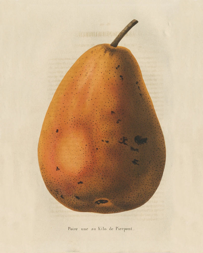 Pierpont v2 by Wild Apple Portfolio