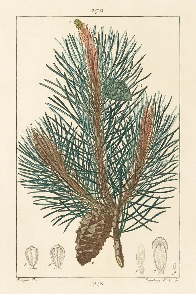 Pin Drawing by Wild Apple Portfolio. SKU 48459h. Archival Giclee Fine art print for wall decor.