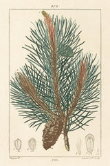 Pin Drawing by Wild Apple Portfolio. SKU 48459h. Archival Giclee Fine art print for wall decor.