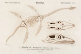 Plesiosaurus Illustrated by Wild Apple Portfolio. SKU 90314i. Archival Giclee Fine art print for wall decor.