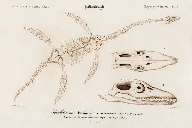 Plesiosaurus Illustrated by Wild Apple Portfolio. SKU 90314i. Archival Giclee Fine art print for wall decor.