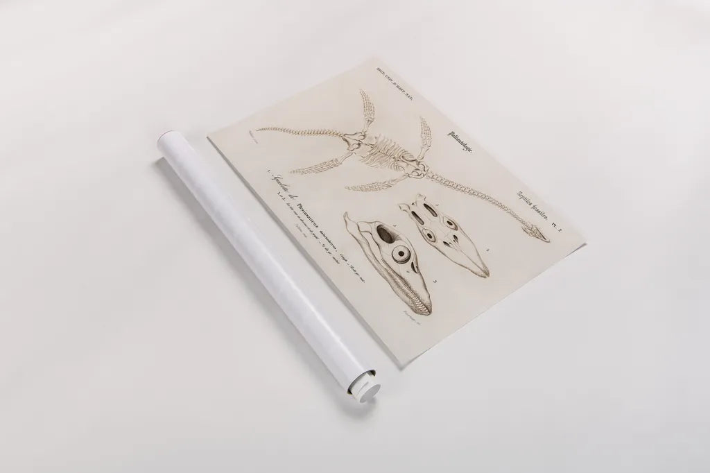 Plesiosaurus Illustrated by Wild Apple Portfolio. shown as a rolled paper print. Available as archival giclee rolled canvas, fine art paper, or poster print. SKU 90314i.