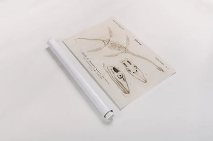 Plesiosaurus Illustrated by Wild Apple Portfolio. shown as a rolled paper print. Available as archival giclee rolled canvas, fine art paper, or poster print. SKU 90314i.